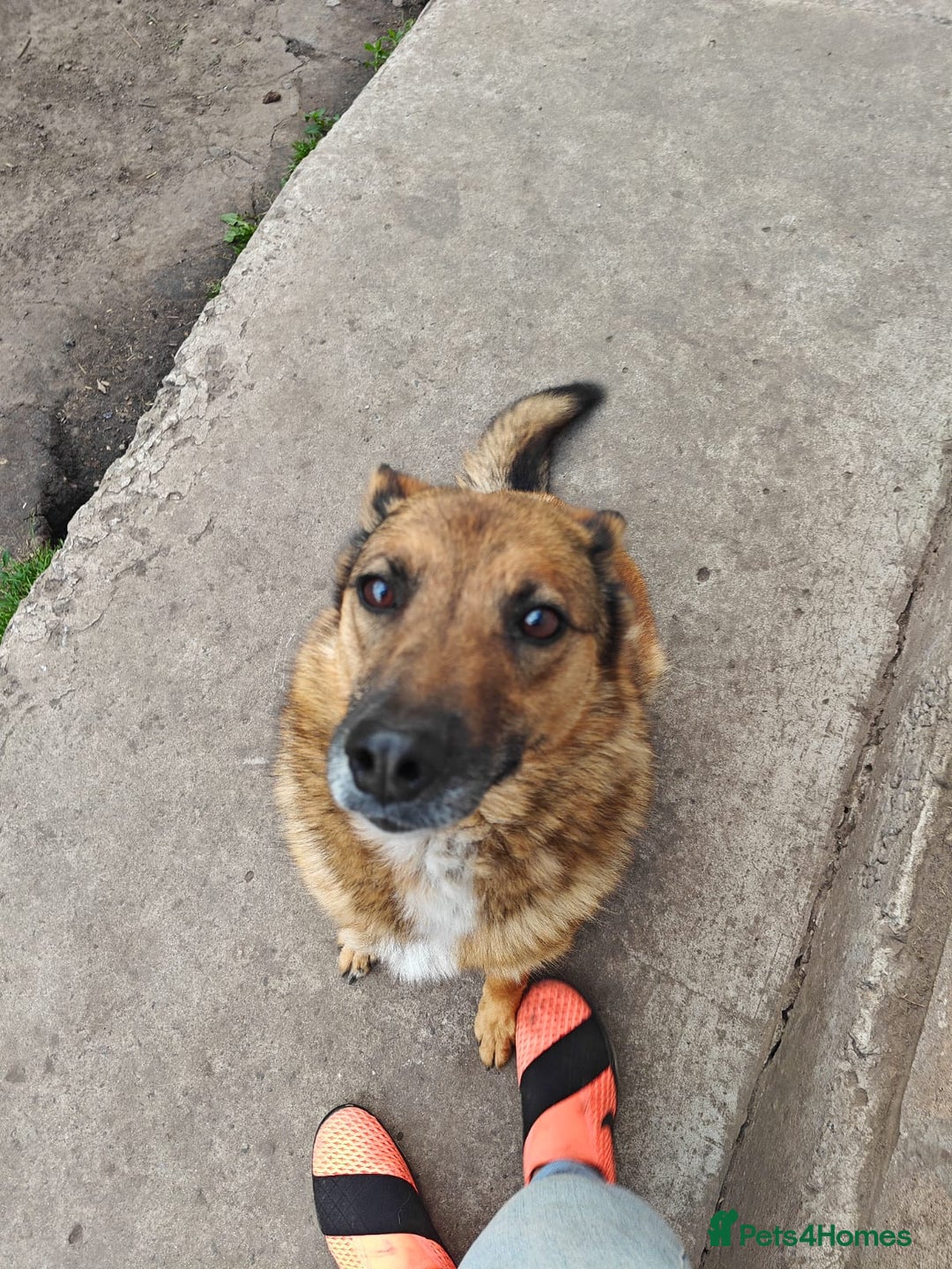 Mixed Breed dogs for adoption: 💖🐶 LARA 🐶💖 - Image 5