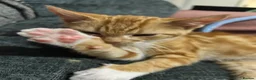 Mixed Breed cats for sale: Gorgeous ginger and white boy - Advert 4