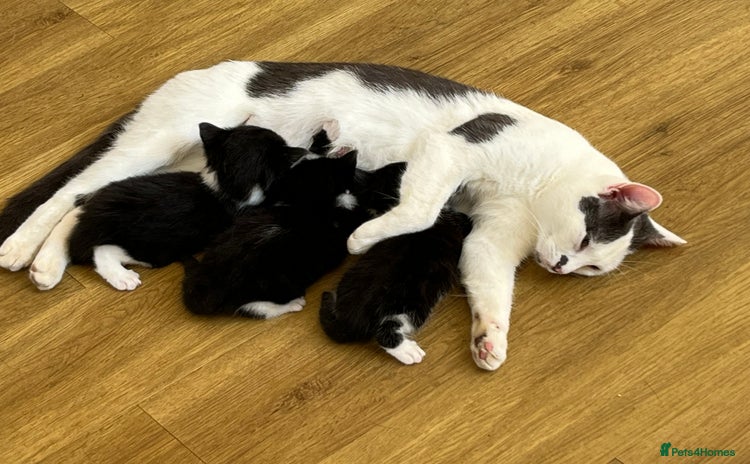 Mixed Breed cats - Advert 5