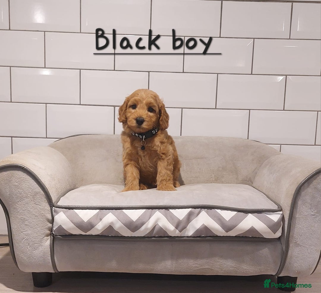 Cavachon dogs for sale: Cavapoochon puppies 🥰 - Advert 5