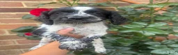 Sproodle dogs for sale: Sproodle puppies for sale  - Advert 5