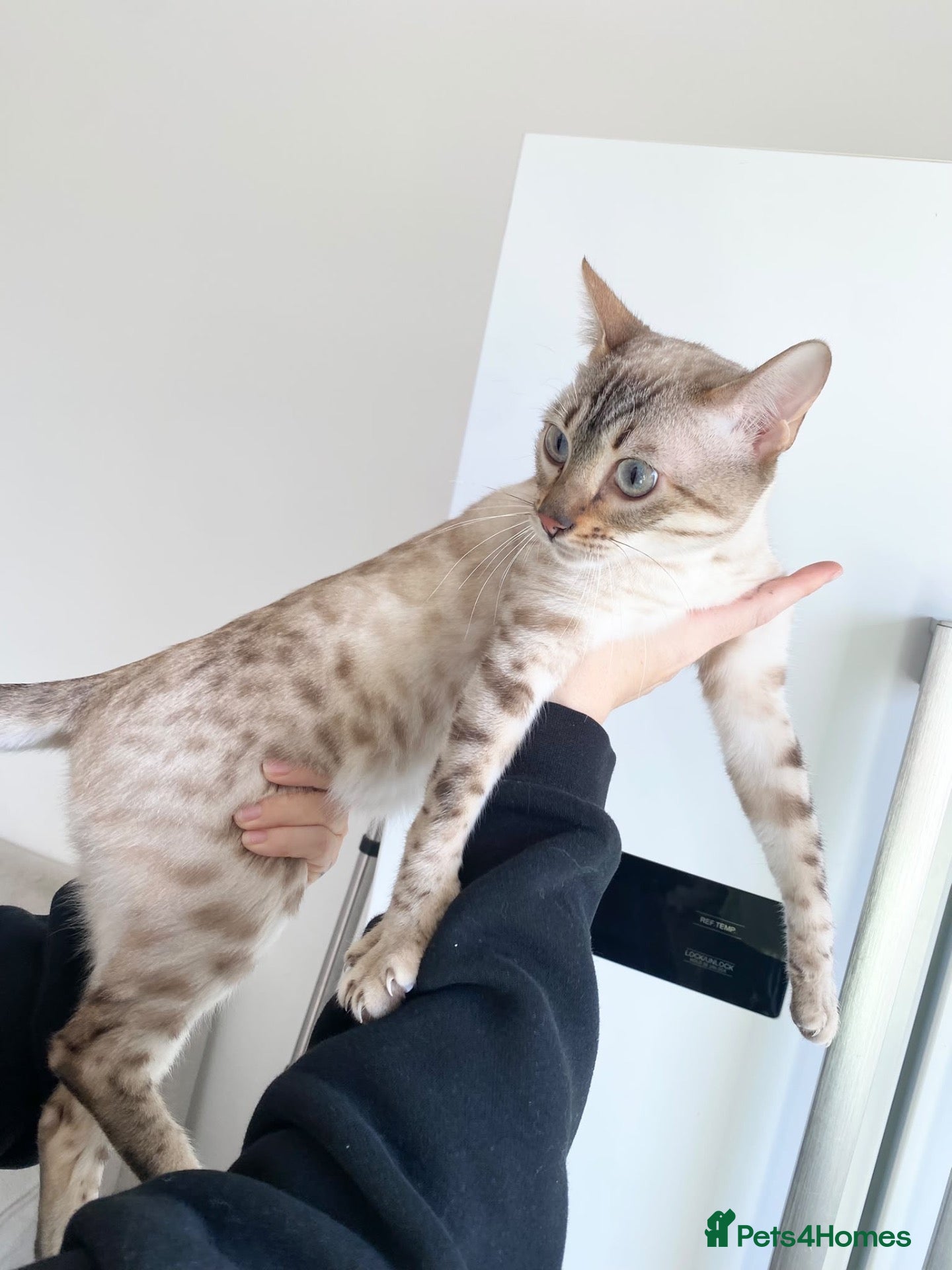 Bengal cats SNOW BENGAL FEMALE LOOKING FOR HER NEW HOME  - Advert 11