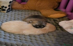 Pomeranian dogs for sale: GEORGEUS LOVELY POMERANIAN PUPPY'S 🐶07587756229🐶 - Image 9