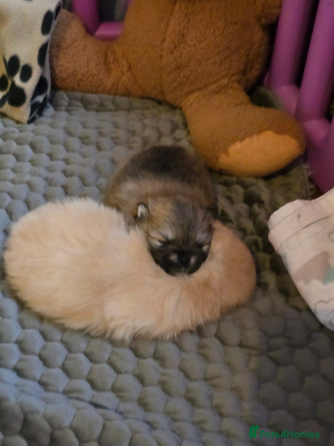 Pomeranian dogs for sale: GEORGEUS LOVELY POMERANIAN PUPPY'S 🐶07587756229🐶 - Image 9