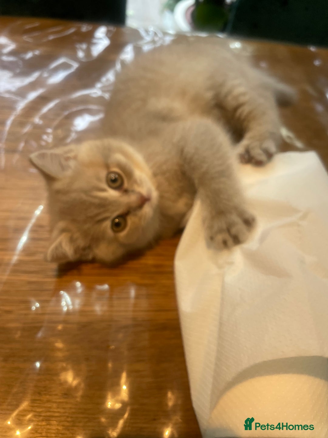 British Shorthair cats for sale: Fabulous, playful and healthy BSH kittens, rare - Image 16