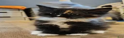 Norwegian Forest Cat cats for sale: Beautiful pedigree Norwegian Forest kittens  - Advert 27