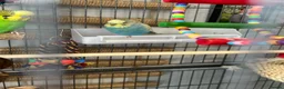 Budgerigars birds for sale: Budgies and cage and all accessories and food  in Southampton - Advert 4