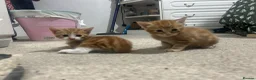 Domestic Shorthair cats for sale: Four beautiful kittens 9 weeks, READY TO GO! - Advert 34