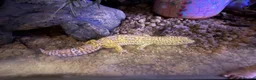 Leopard Gecko reptiles for sale: Leopard Gecko with Enclosure  in Nottingham - Advert 4