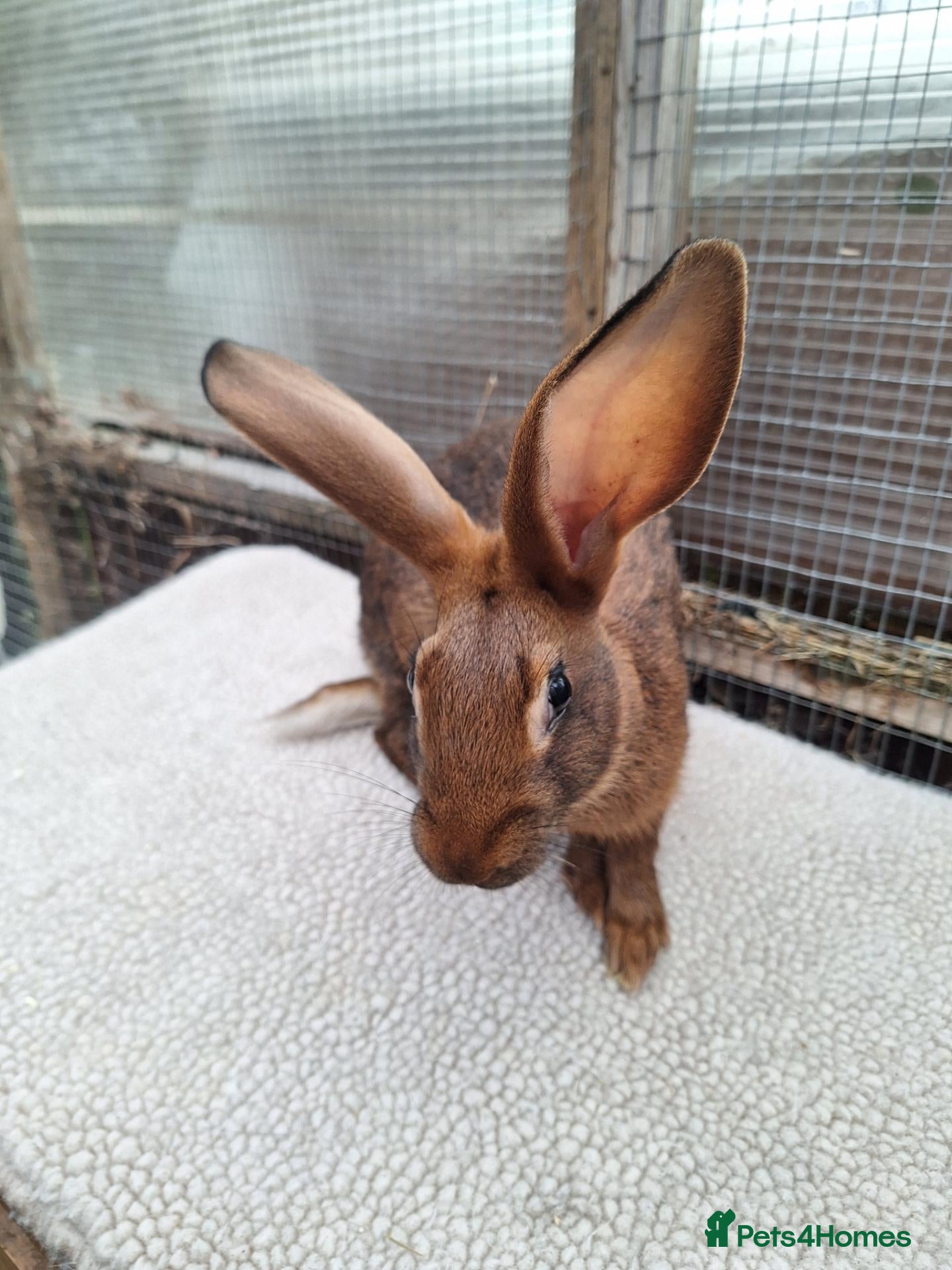 Belgian Hares rabbits for sale: Pure bred baby belgian hare looking for new home - Advert 1