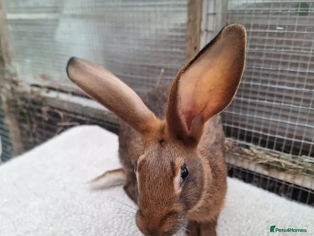 Belgian Hares rabbits for sale: Pure bred baby belgian hare looking for new home - Advert 1