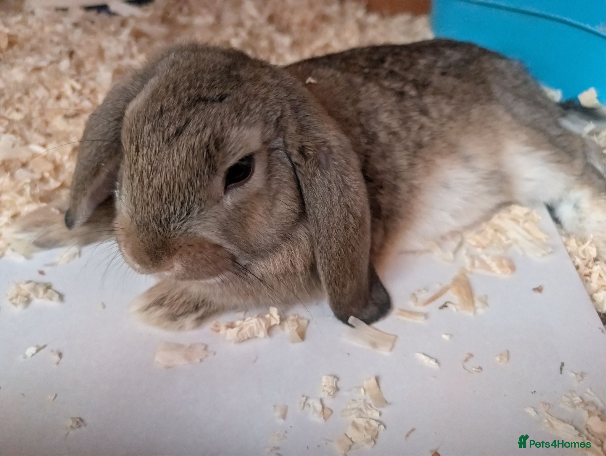 Mini Lop rabbits Mini Lop Rabbits - Advert 1