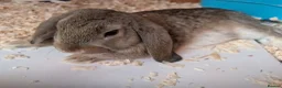 Mini Lop rabbits for sale: Mini Lop Rabbits - Advert 1