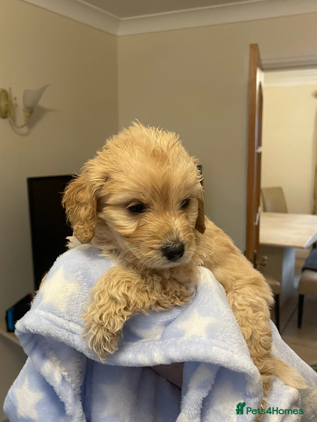 Cockapoo dogs for sale: 🐾 Beautiful Cockapoo Puppies for Sale 🐾 - Advert 21