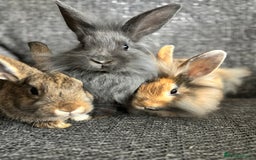 Lionhead rabbits for sale: 3 females Dutch x lionhead ready to go💞 - Image 1