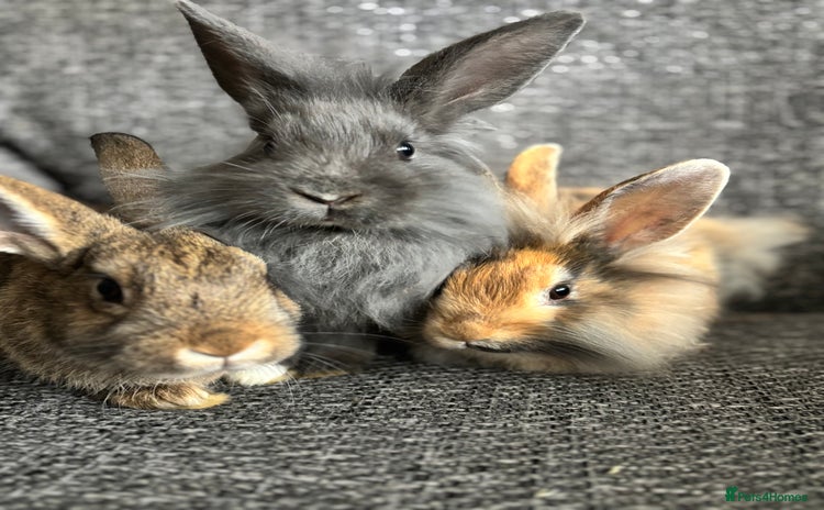 Lionhead rabbits - Advert 16