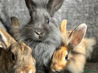 Lionhead rabbits - Advert 5