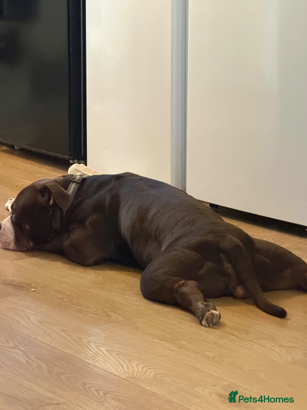 Mixed Breed dogs for sale: Re homing my boy - Advert 5