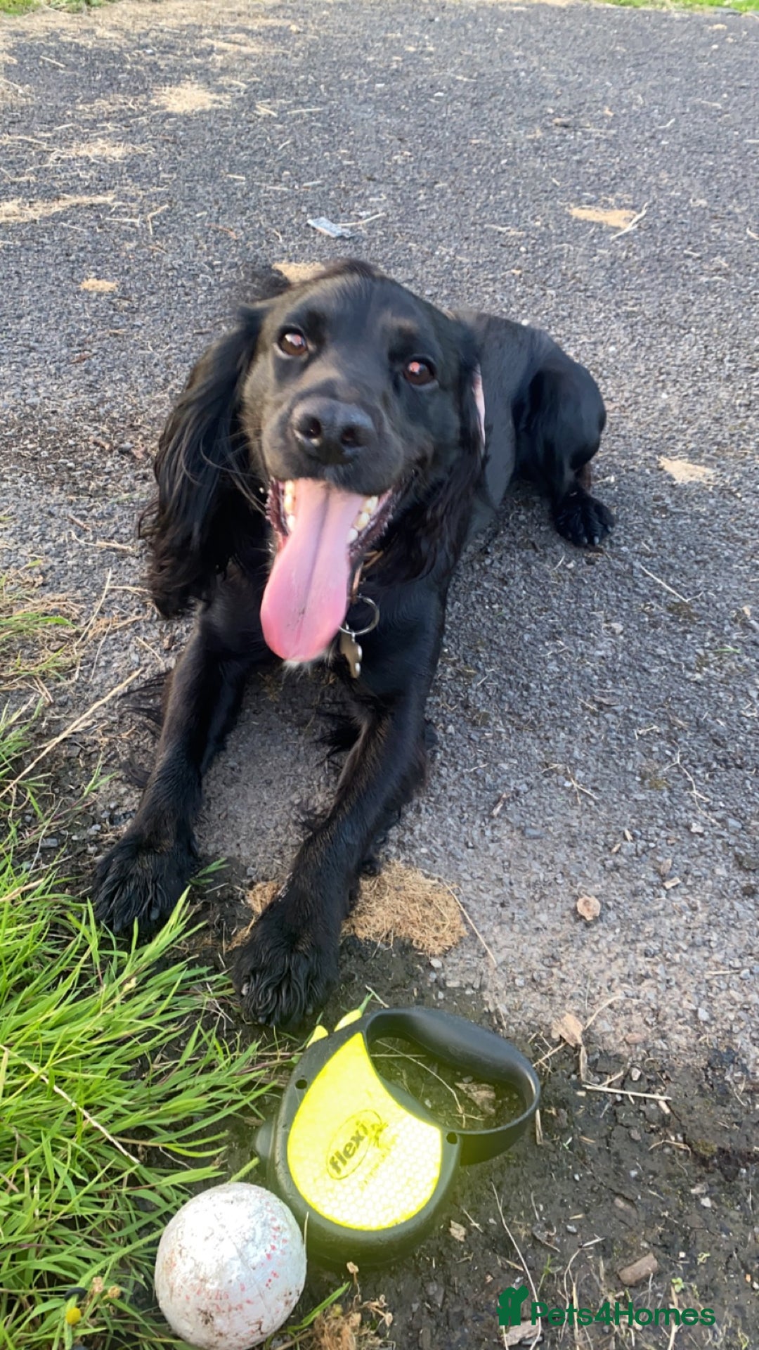 Cocker Spaniel dogs for stud: KC registered Cocker Spaniel Striker for stud - Image 13
