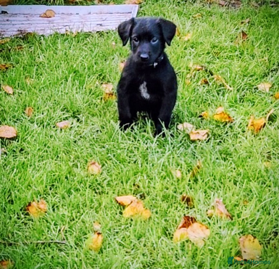 Mixed Breed dogs for sale: Dutch shepherd X pointer puppies  - Advert 20