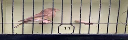 Finches birds for sale: Mutation greenfinches - Advert 11