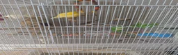 Canaries birds for sale: Male and female canaries  - Advert 1