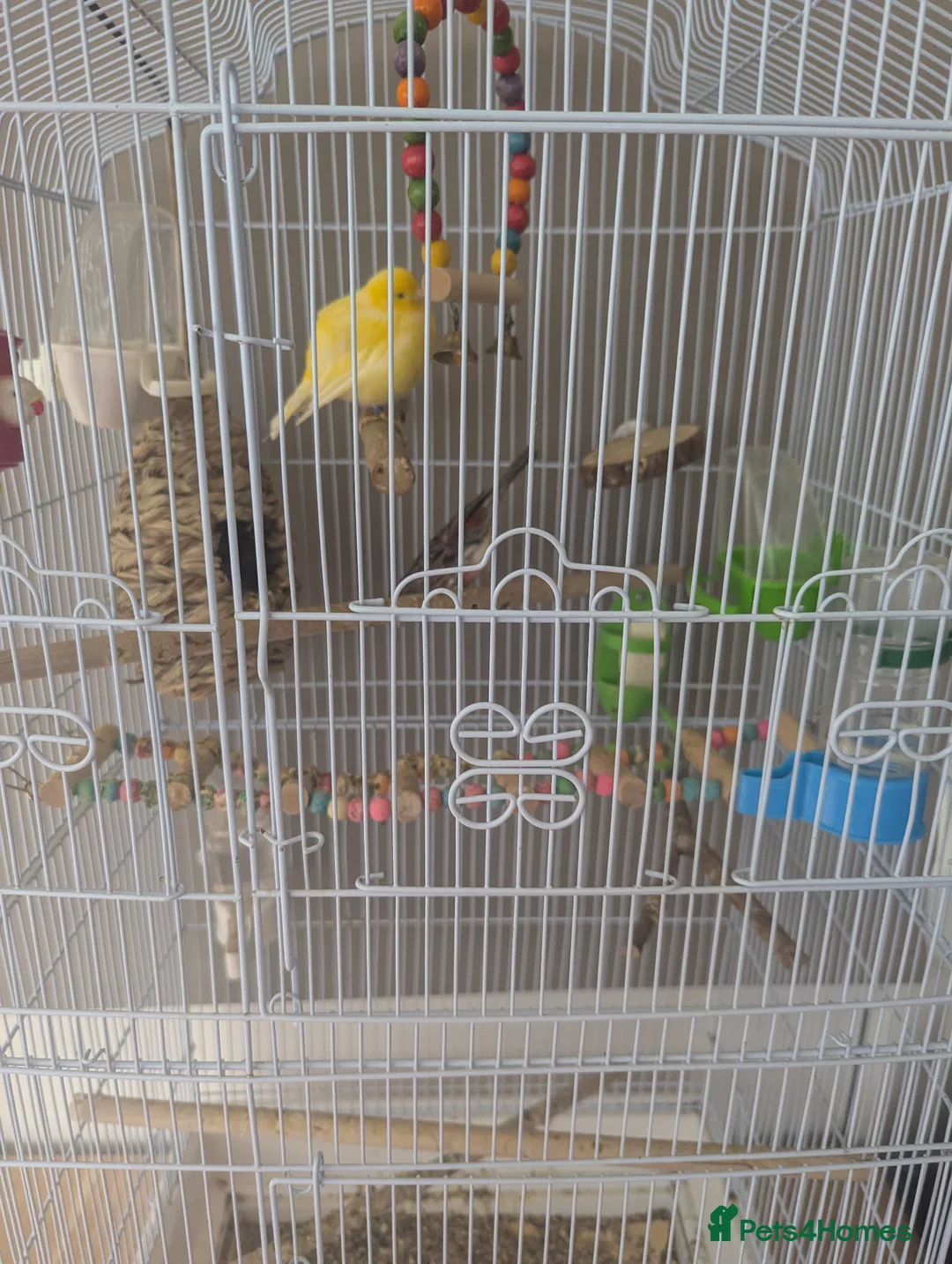 Canaries birds for sale: Male and female canaries  - Advert 1