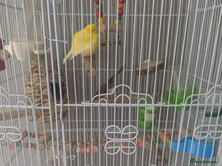 Canaries birds Male and female canaries - Advert 1