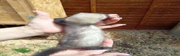 Ferret rodents for sale: Ferret hob kits in Hereford - Advert 17