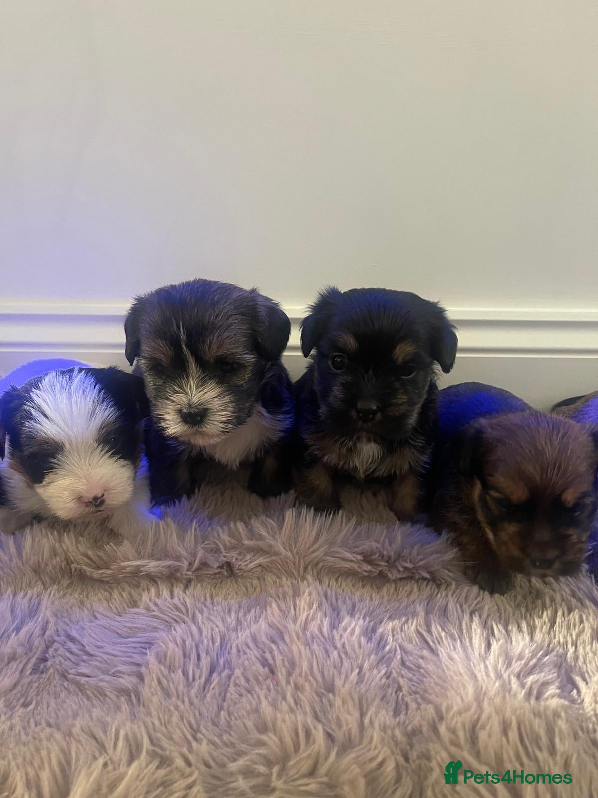 Shorkie dogs 7 adorable shorkie puppies ready to go soon - Advert 1