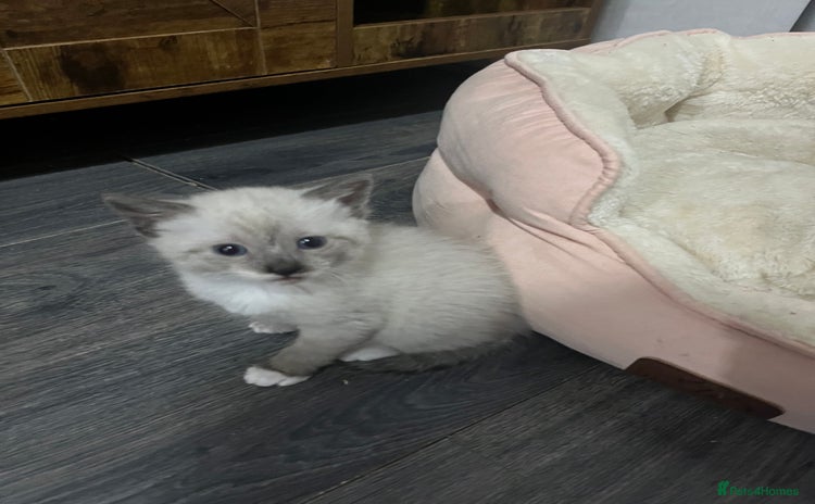 Snowshoe cats Three stunning snowshoe kittens  - Advert 1