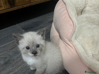 Snowshoe cats Three stunning snowshoe kittens - Advert 4