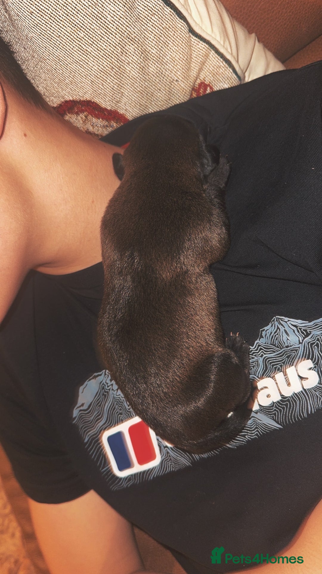 Mixed Breed dogs for sale: Labrador x pups - Advert 3