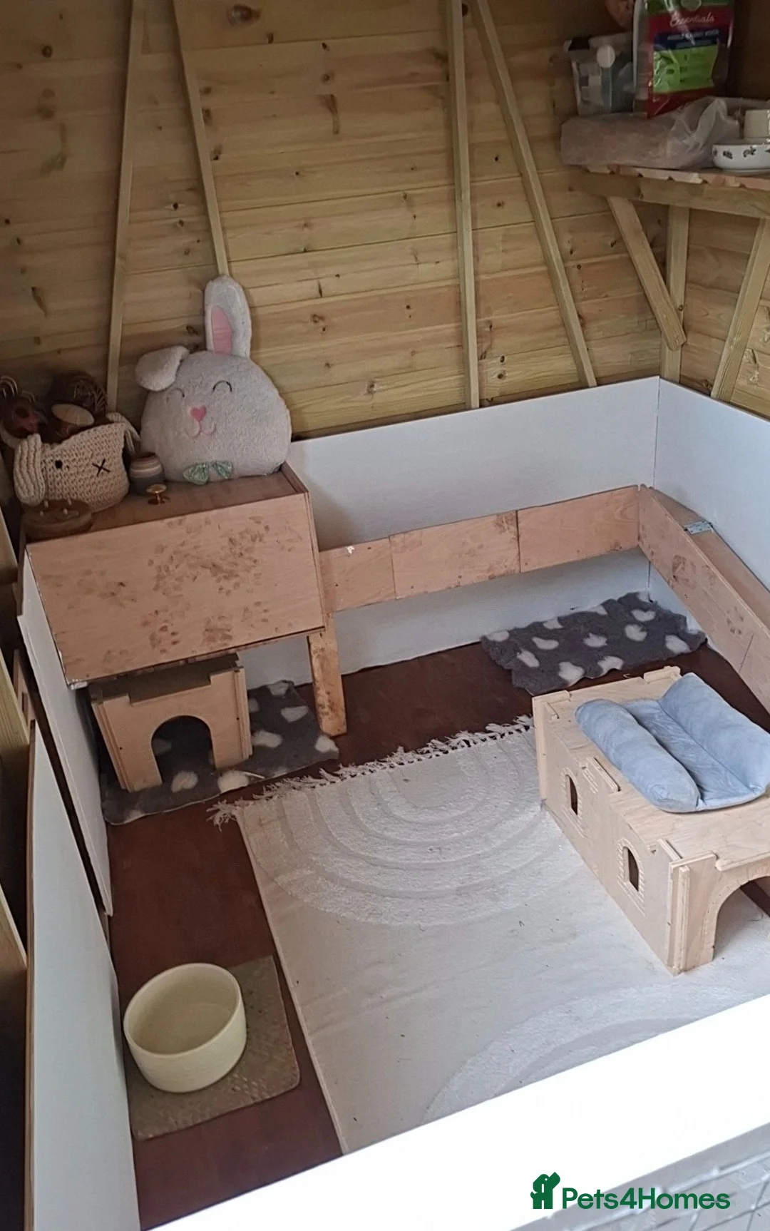 Mini Lop rabbits for sale: Young Rabbits for sale in Liss - Advert 9