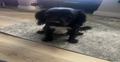 Mixed Breed dogs - Advert 6