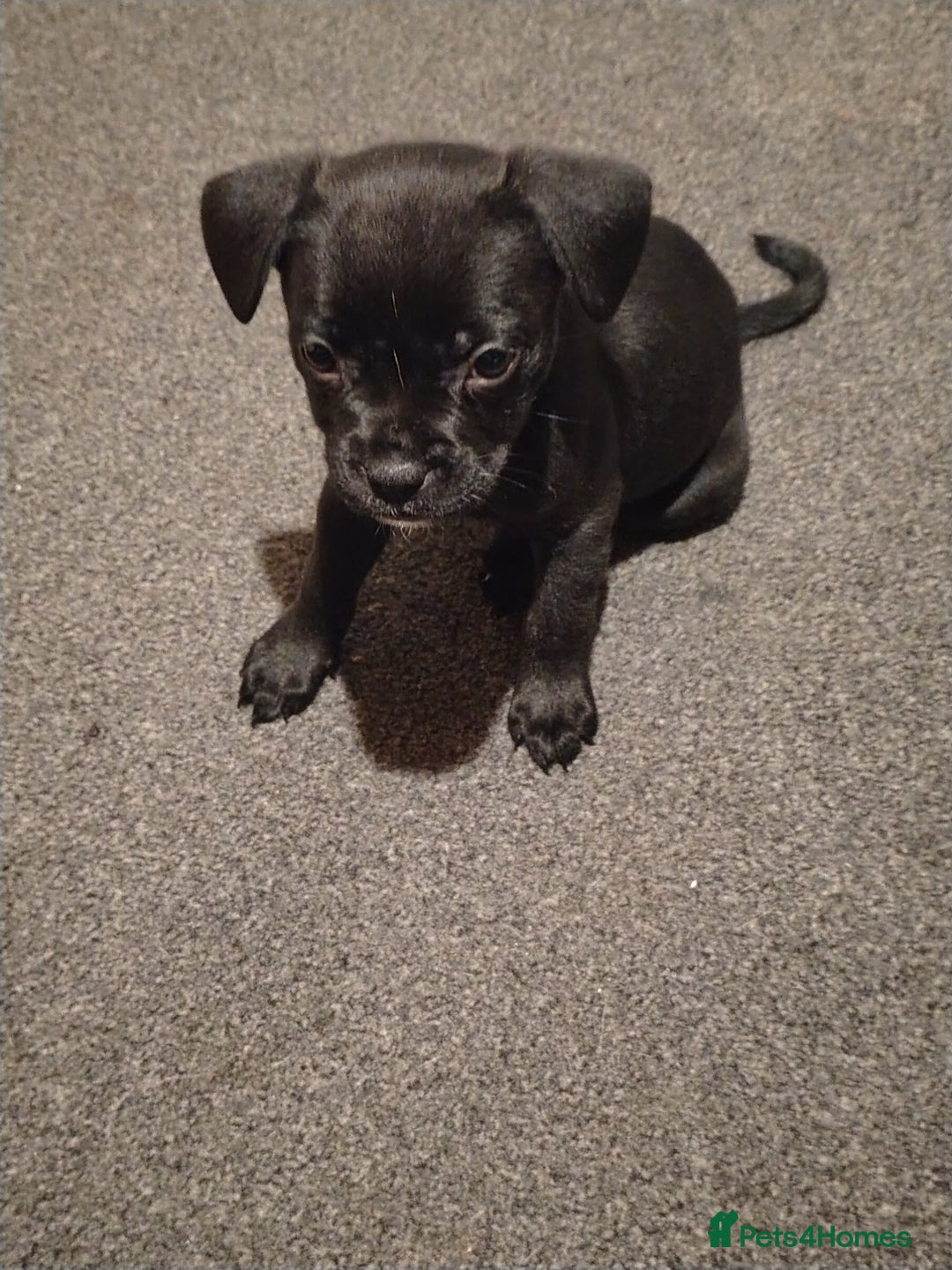 Mixed Breed dogs for sale: French Bulldog x Staff pups  - Advert 4