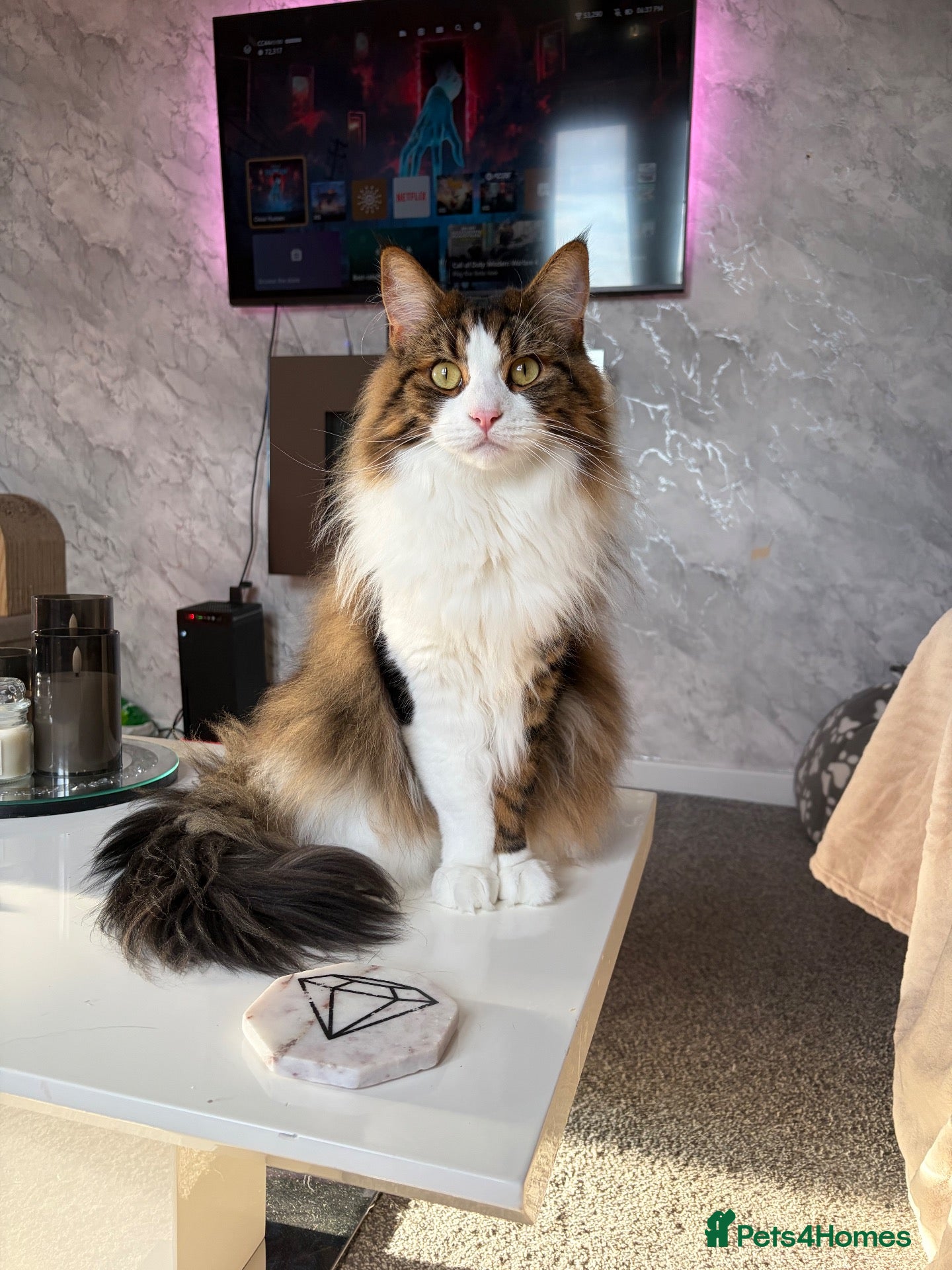 Mixed Breed cats Rehome - Advert 3