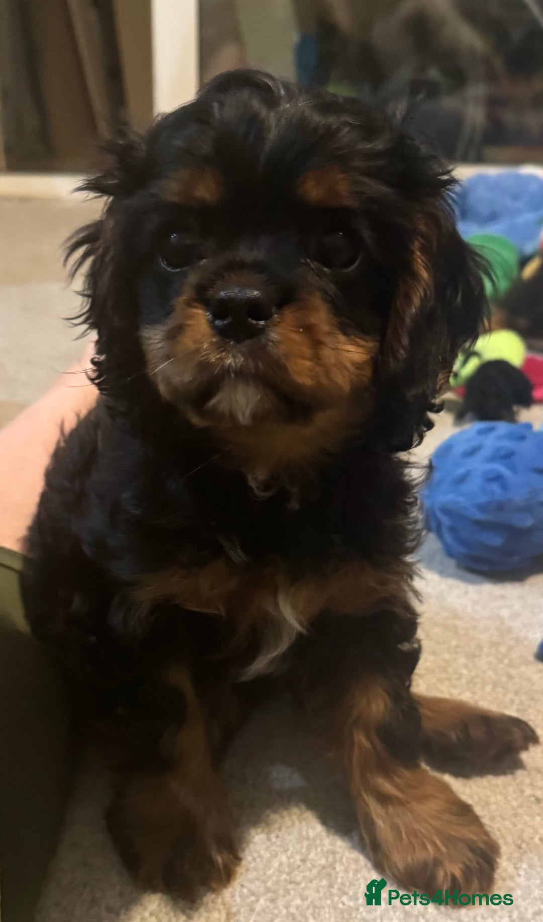 Cavalier King Charles Spaniel dogs for sale: Black and Tan boy - Advert 2