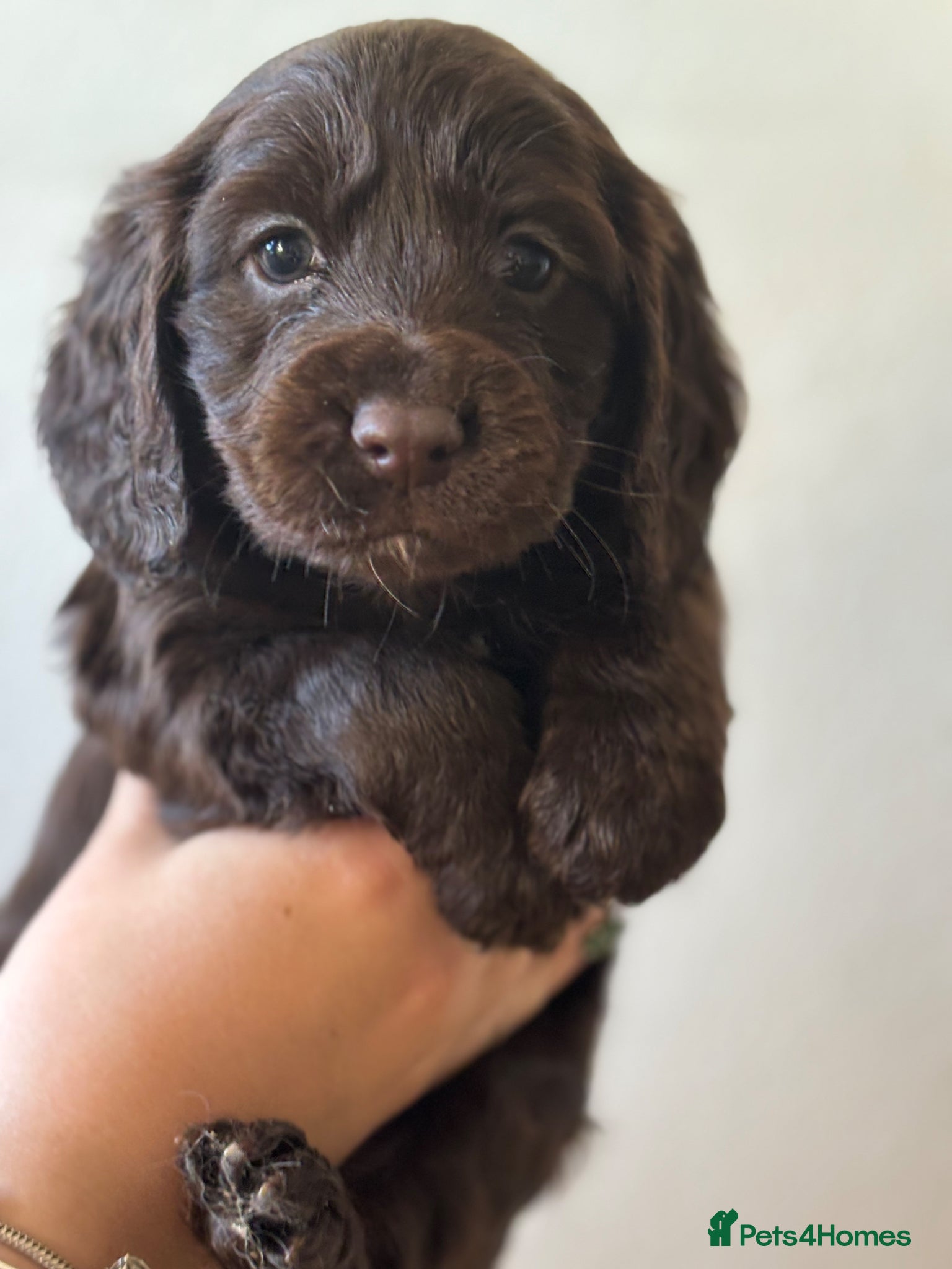 Cocker Spaniel dogs Stunning cocker Spaniel pups - Advert 20
