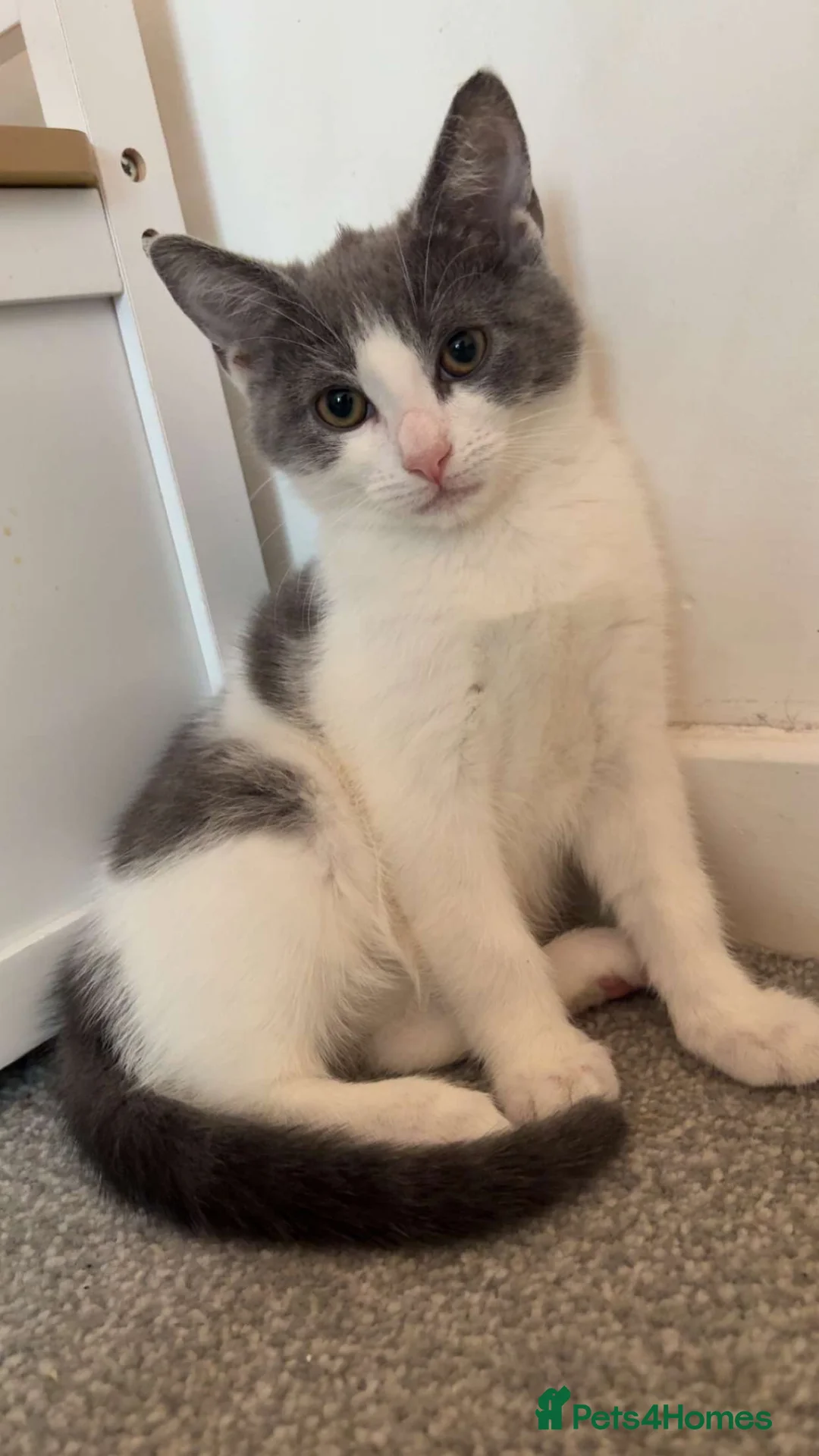 Mixed Breed cats for sale: Male kitten  - Advert 2