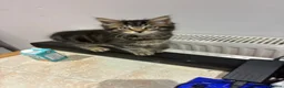 Mixed Breed cats for sale: Jeff - 1 x male kitten - Advert 3