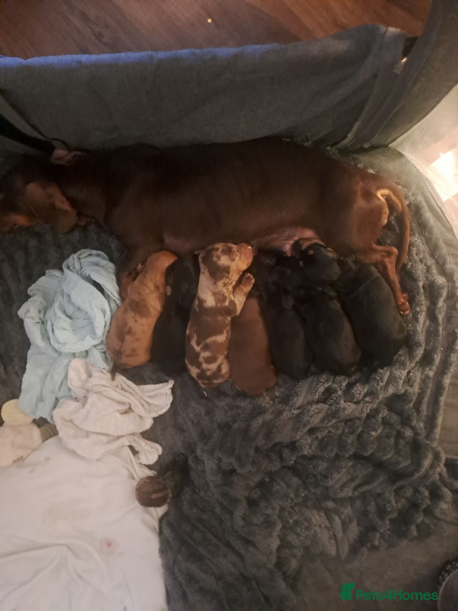 Miniature Dachshund dogs Miniature dachshunds - Advert 16