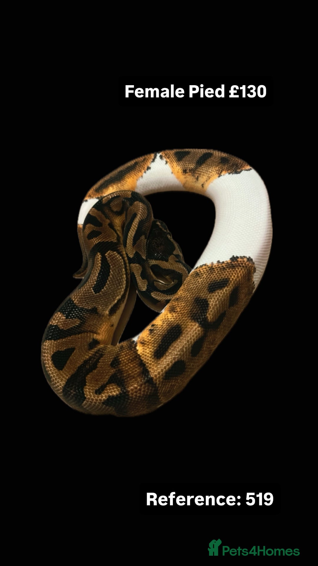 Python Snake reptiles for sale: Various 2025 Pied Ball Pythons Royal Snake - Advert 2