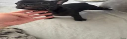 French Bulldog dogs for sale: stunning french bulldogs - Advert 39
