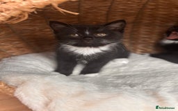 British Shorthair cats for sale: Two female kittens available half British blue - Advert 4