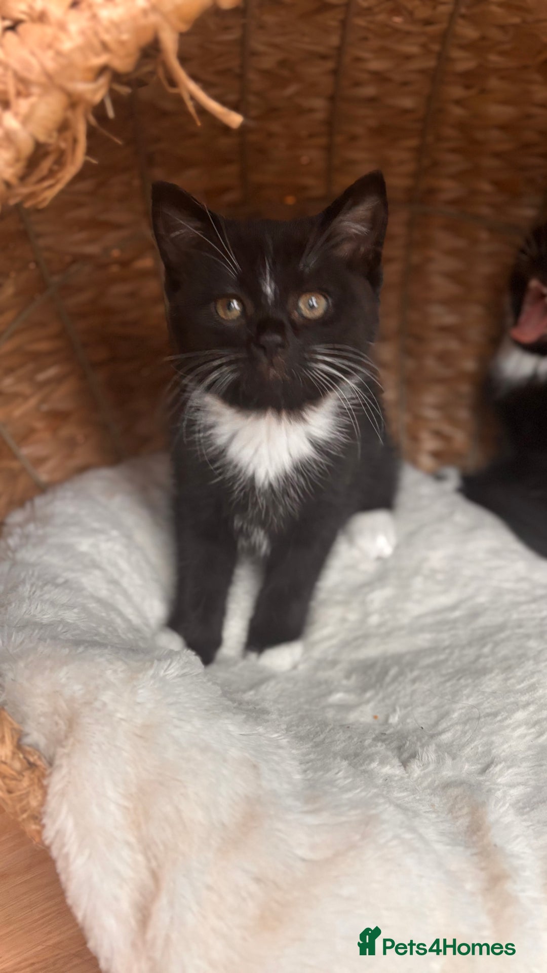 British Shorthair cats for sale: Two female kittens available half British blue - Advert 4