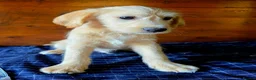 Labradoodle dogs for sale: Gold Labradoodle boy puppy - Advert 5