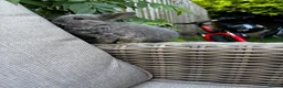 Mini Lop rabbits for sale: 2 Blue Baby Mini Lops - Advert 10
