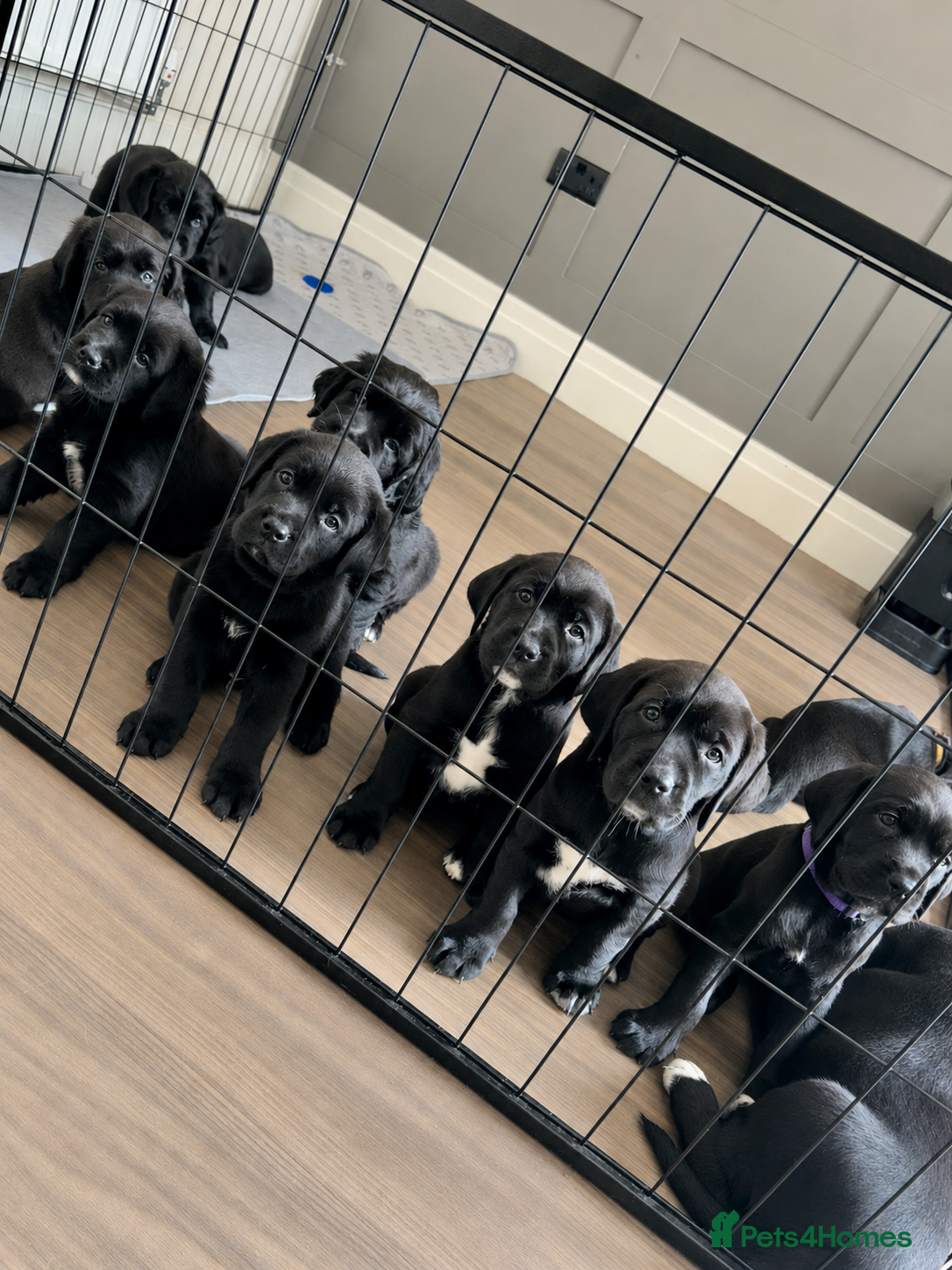 Mixed Breed dogs 12 gorgeous pups - Advert 1