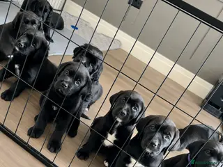 Mixed Breed dogs 12 gorgeous pups - Advert 1